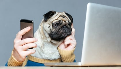 dog on laptop while using phone 