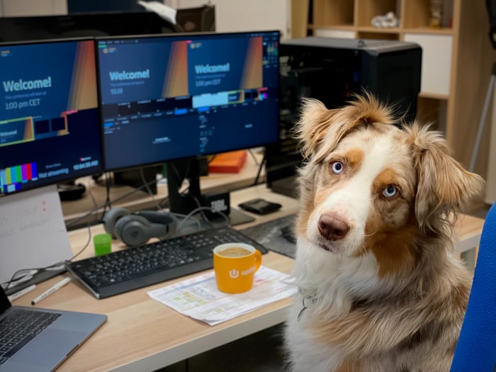 Dog at computer