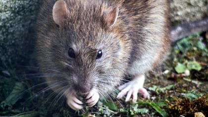 RAT - Remote Access Trojan