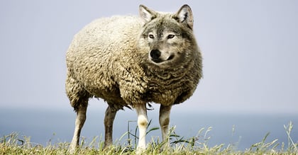 Wolf in sheep's clothing