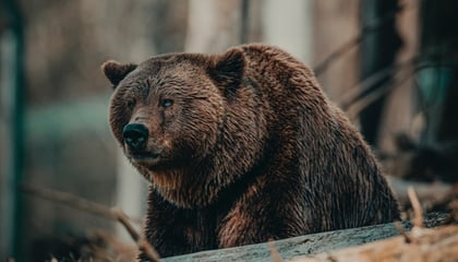 Threatening Bear in woodland scene